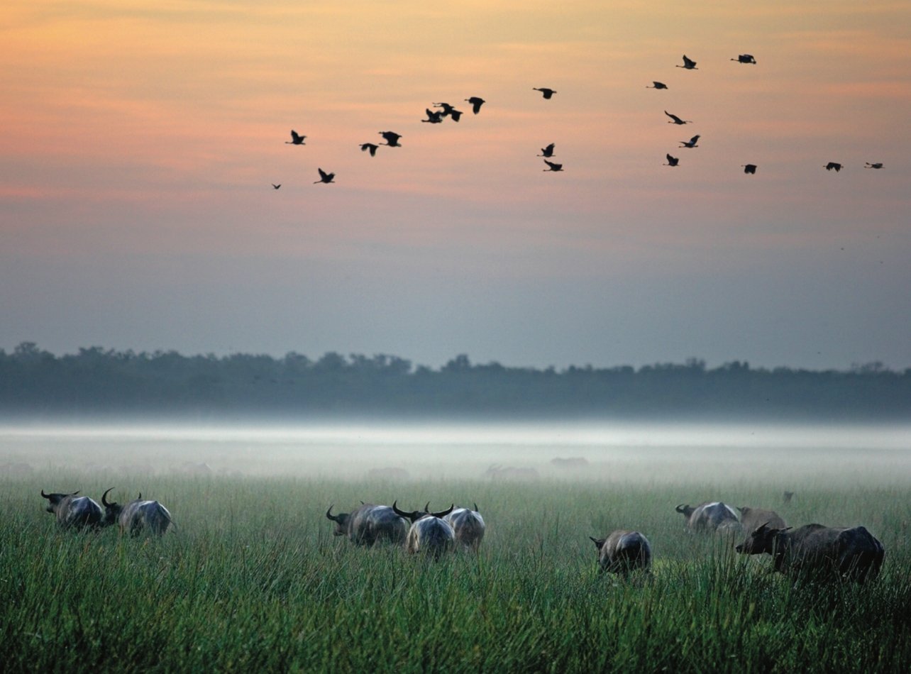 Sunset at the Bamurru Plains with Buffalo and birds