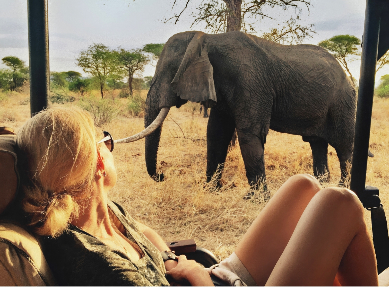 Woman in a car looking at a elephant